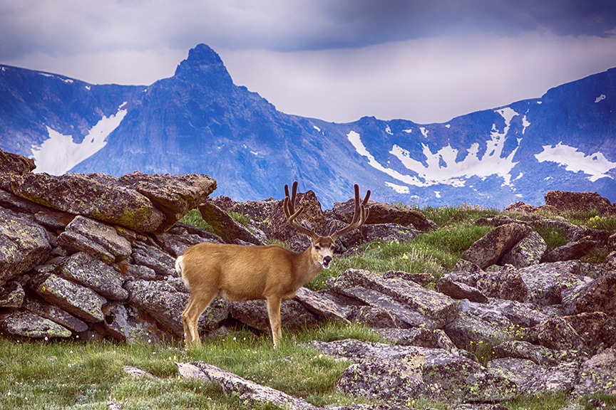 Evening Deer, Trail Ridge