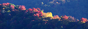Water Knob Ridge, Panoramic