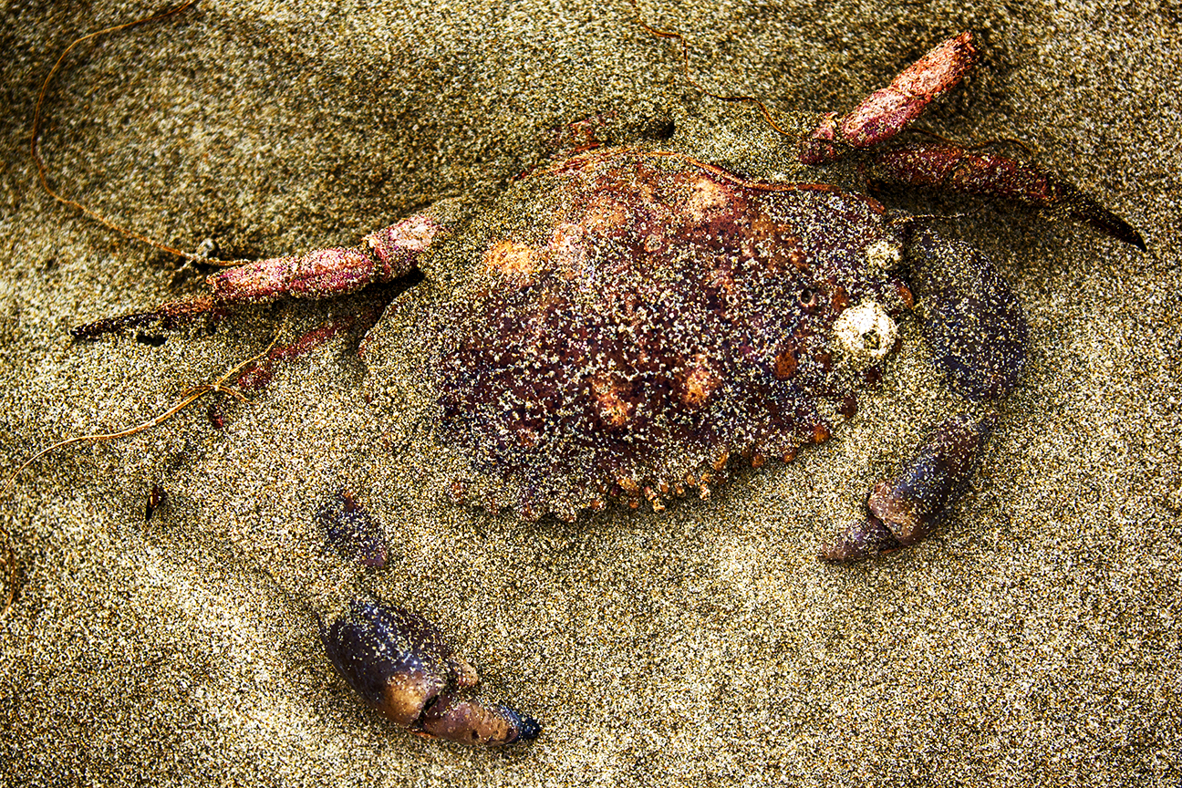 Crab in Sand