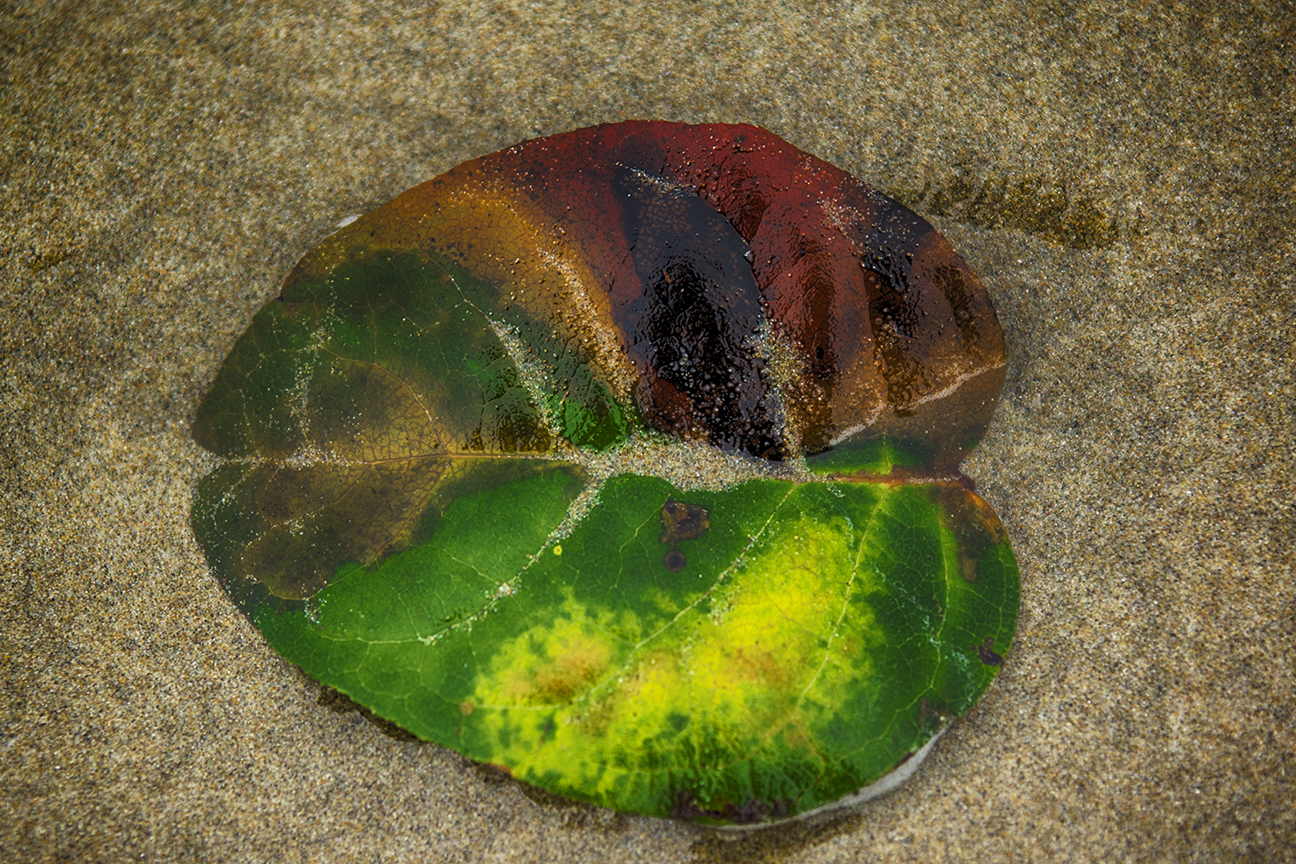 Lone Leaf in Sand