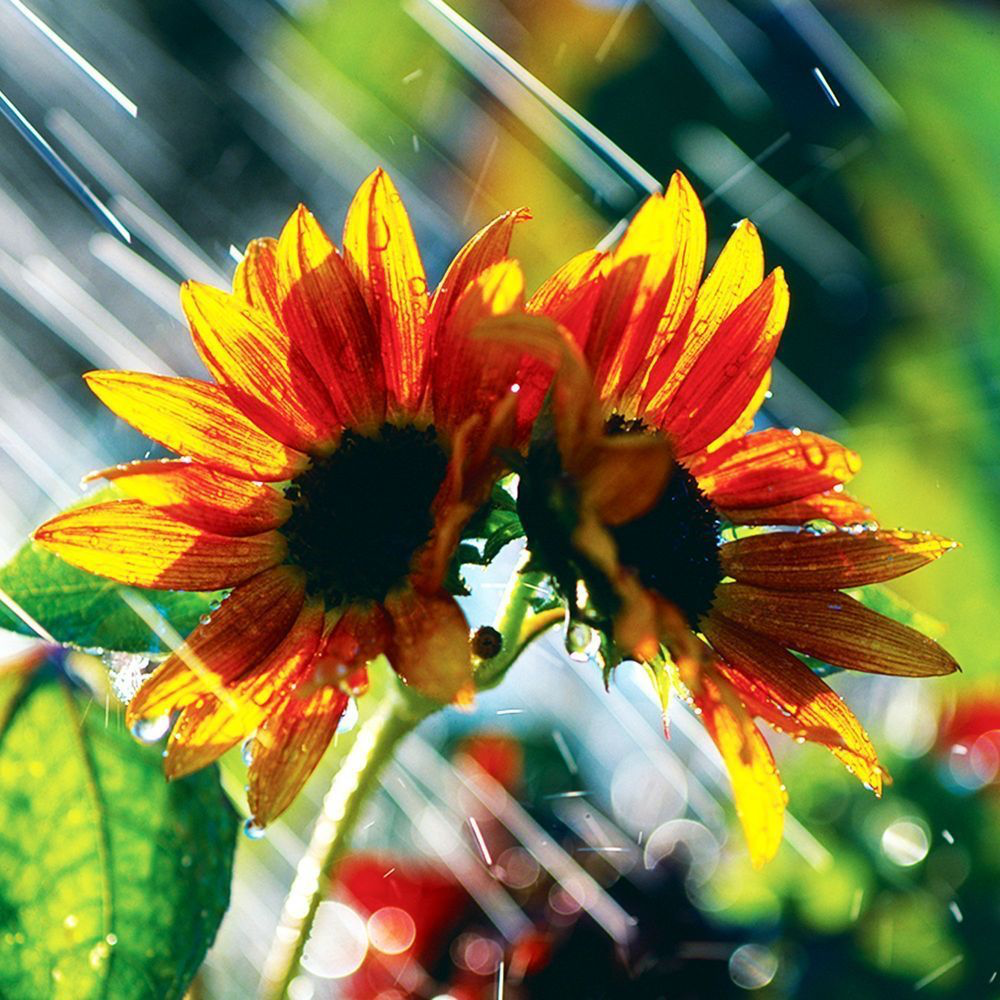 A Quick Rain on the Sunflowers