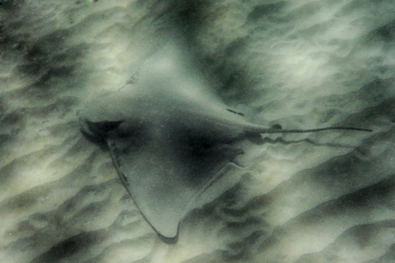 Channel Islands Photography | Bat Ray Blending In