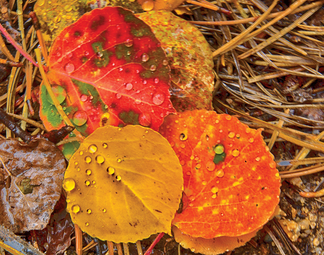 Closeup Nature Photography | Rain Drops on Aspen Leaves | Robert Castellino Photography