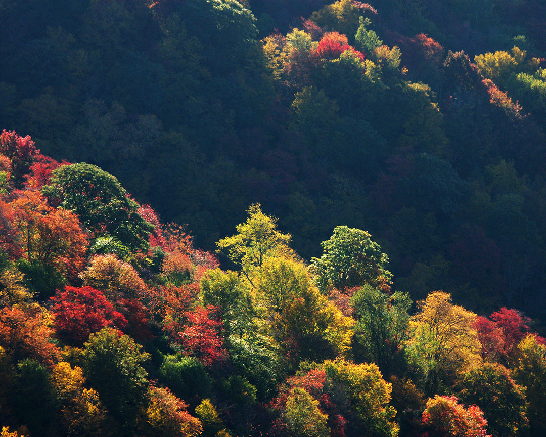 Smoky Mountains National Park | Fall Colors on Water Knob Ridge