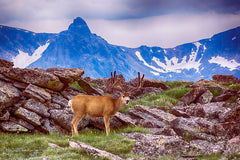 Rocky Mountain National Park Photography | Deer on Trail Ridge