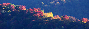 Smoky Mountains National Park | Fall Colors on Water Knob Ridge Panorama