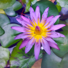 Closeup Floral Photography |Purple Water Lily - Zen Garden | Robert Castellino Photography