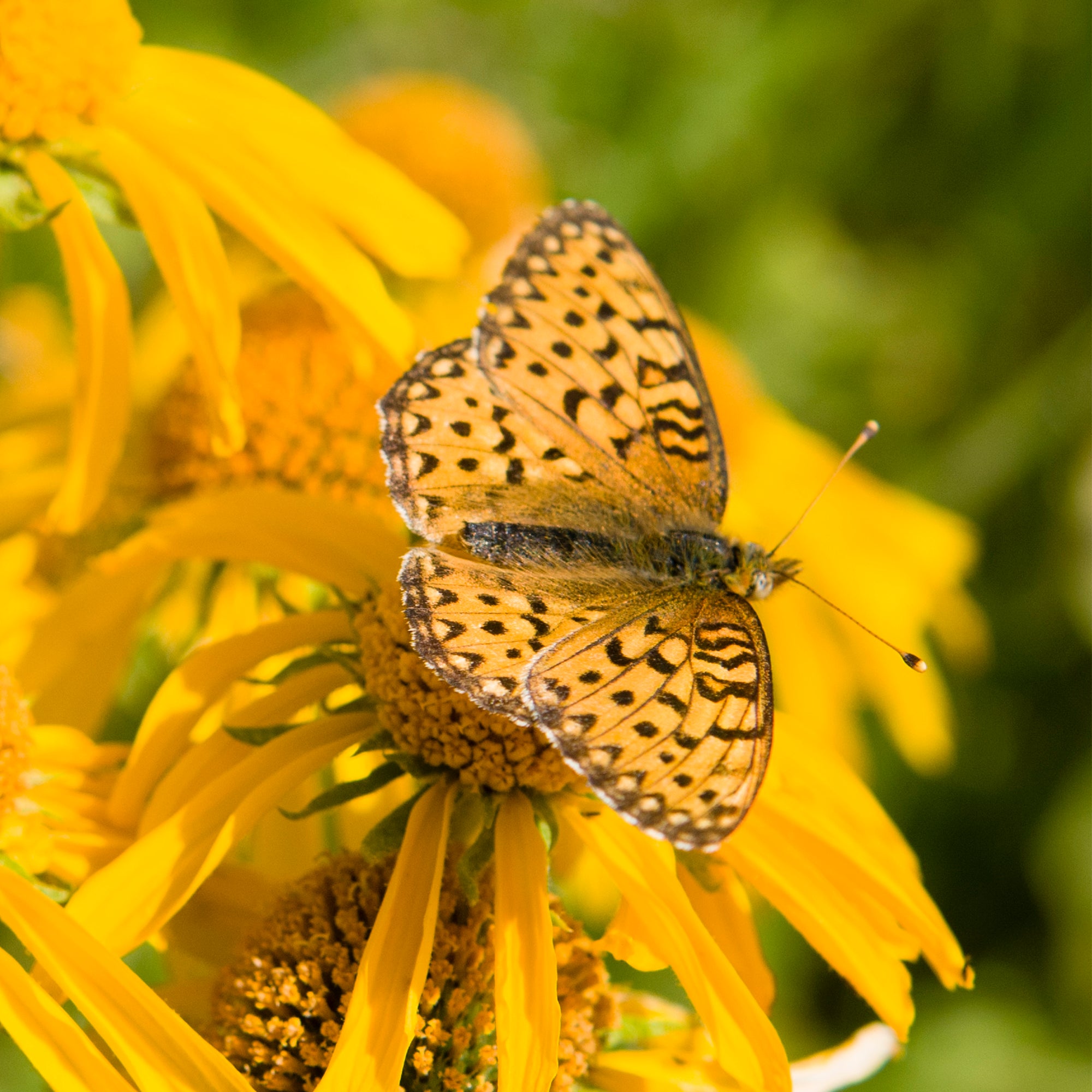 Closeup Floral Photography |  Butterfly on Flower | Robert Castellino Photography