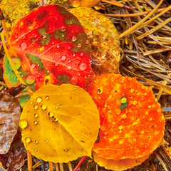 Closeup Nature Photography | Rain Drops on Aspen Leaves | Robert Castellino Photography