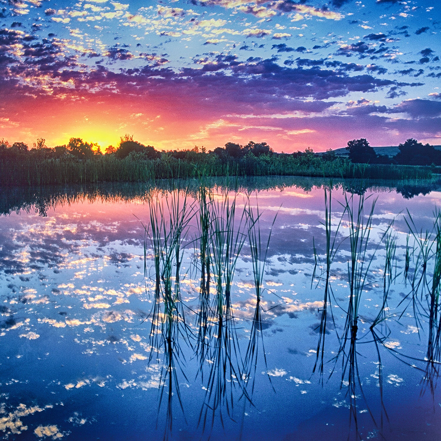 Boulder Colorado Photography | Marshall Wetlands Sunrise | Robert Castellino Photography